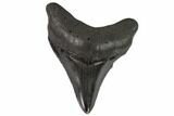 Fossil Megalodon Tooth - North Carolina #108909-1